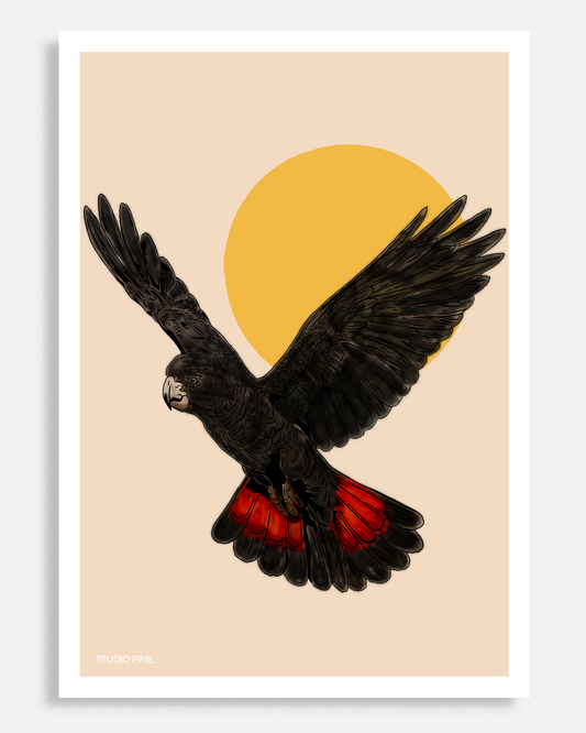 Red Tail Black Cockatoo Print